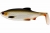 Виброхвосты WESTIN Ricky the Roach Shadtail 10cm 14g Lively Roach 2шт
